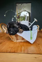 Kiwi, a male German Shepherd Dog for sale in Roscommon, MI – 2 of 10
