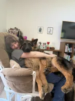 Cherry, a female German Shepherd Dog for sale in Roscommon, MI – 5 of 8