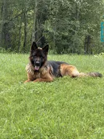 Blueberry, a male German Shepherd Dog for sale in Roscommon, MI – 3 of 10