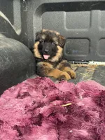 Orange, a male German Shepherd Dog for sale in Roscommon, MI – 1 of 10