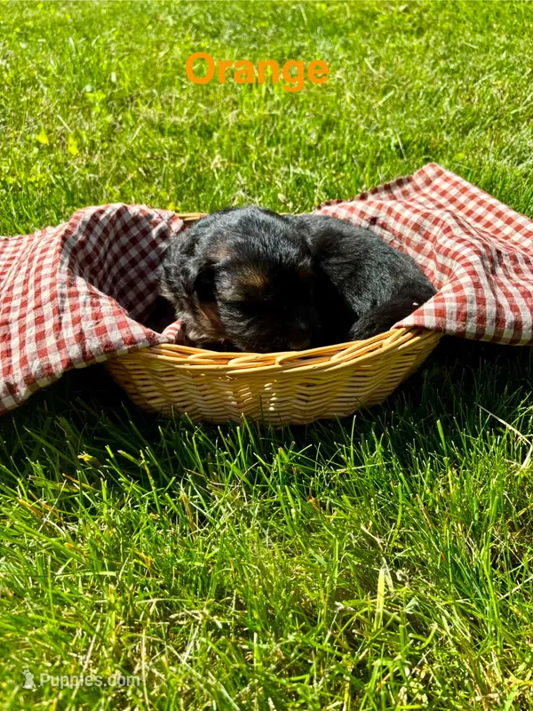 Orange – German Shepherd Dog puppy for sale in Roscommon, MI