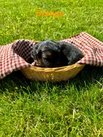 Orange, a male German Shepherd Dog for sale in Roscommon, MI – 1 of 10