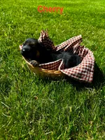 Cherry, a female German Shepherd Dog for sale in Roscommon, MI – 4 of 8