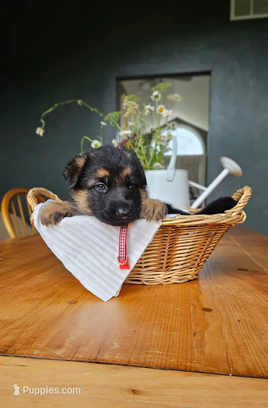 Cherry – German Shepherd Dog puppy for sale in Roscommon, MI