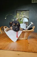 Cherry, a female German Shepherd Dog for sale in Roscommon, MI – 1 of 8