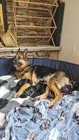 Blueberry, a male German Shepherd Dog for sale in Roscommon, MI – 2 of 10