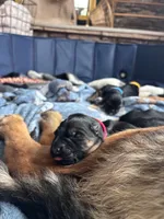 Orange, a male German Shepherd Dog for sale in Roscommon, MI – 4 of 10