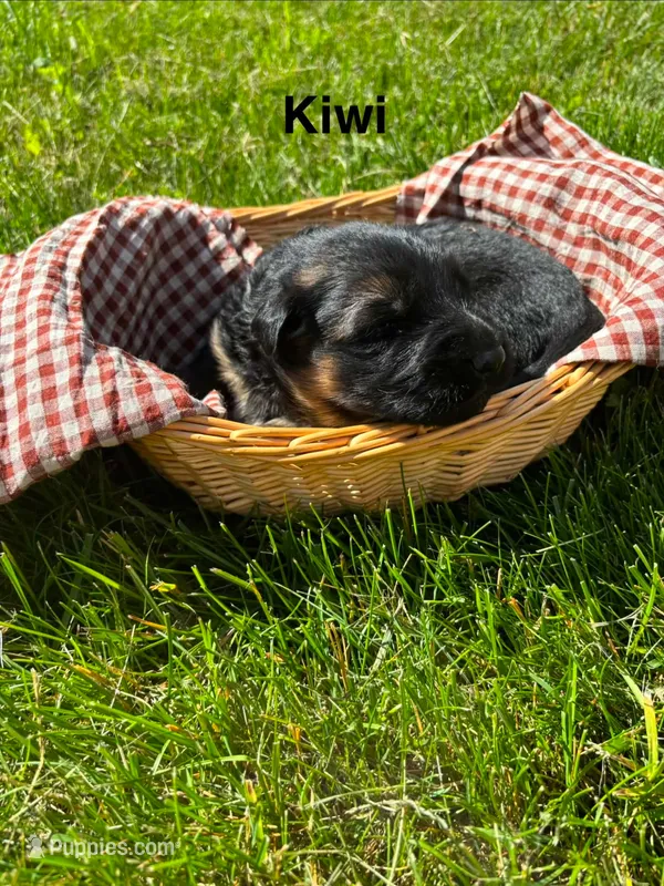 Kiwi – German Shepherd Dog puppy for sale in Roscommon, MI