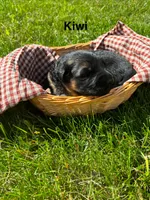Kiwi, a male German Shepherd Dog for sale in Roscommon, MI – 1 of 10