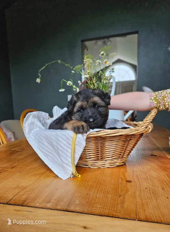 Lemon – German Shepherd Dog puppy for sale in Roscommon, MI