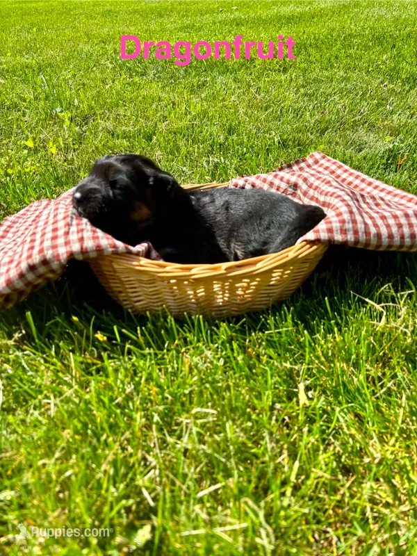 Dragonfruit – German Shepherd Dog puppy for sale in Roscommon, MI