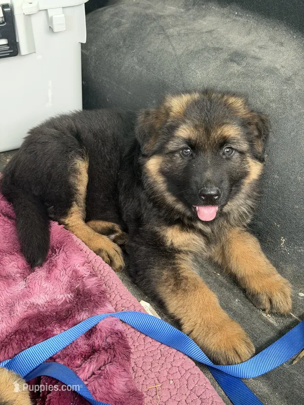 Kiwi – German Shepherd Dog puppy for sale in Roscommon, MI