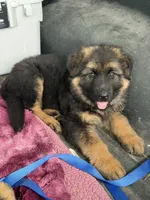 Kiwi, a male German Shepherd Dog for sale in Roscommon, MI – 1 of 10