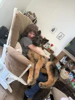 Orange, a male German Shepherd Dog for sale in Roscommon, MI – 8 of 10