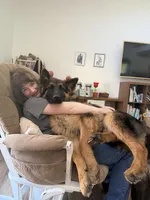 Dragonfruit, a male German Shepherd Dog for sale in Roscommon, MI – 5 of 6