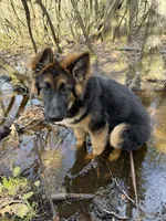 Kiwi, a male German Shepherd Dog for sale in Roscommon, MI – 9 of 10