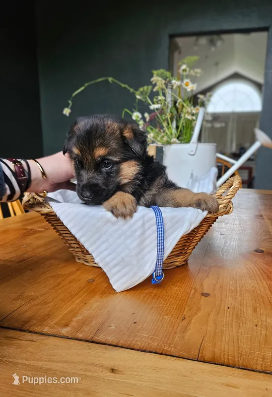 Blueberry – German Shepherd Dog puppy for sale in Roscommon, MI