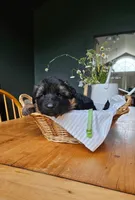 Kiwi, a male German Shepherd Dog for sale in Roscommon, MI – 3 of 10