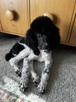 Po, a male Poodle - Standard  for sale in Dallas, TX – Photo 1 of 3