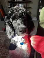 Po, a male Poodle - Standard  for sale in Dallas, TX – Photo 2 of 3