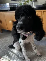 Po, a male Poodle - Standard  for sale in Dallas, TX – Photo 3 of 3