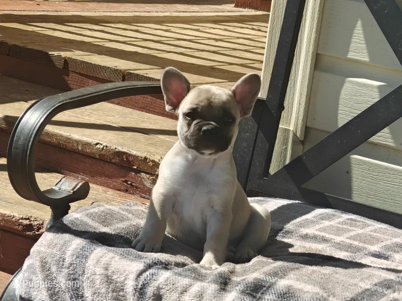 Ellie  – French Bulldog puppy for sale in Lake Zurich, IL