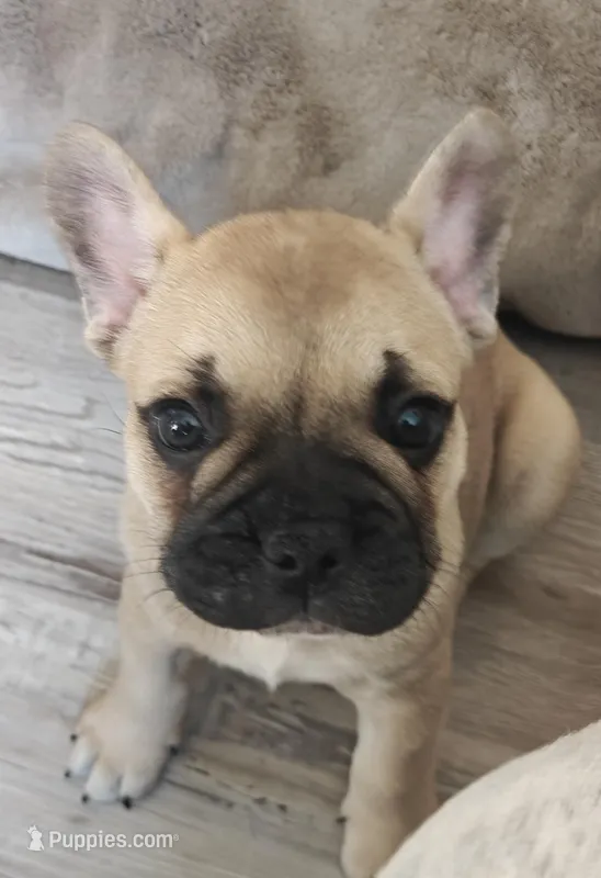 Angel  – French Bulldog puppy for sale in Lake Zurich, IL