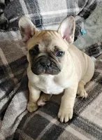 Angel , a female French Bulldog for sale in Lake Zurich, IL – Photo 2 of 3