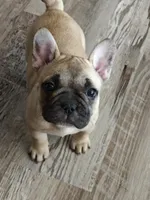 Angel , a female French Bulldog for sale in Lake Zurich, IL – Photo 3 of 3