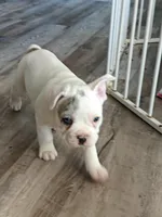 Charlie , a male French Bulldog for sale in Lake Zurich, IL – Photo 3 of 3