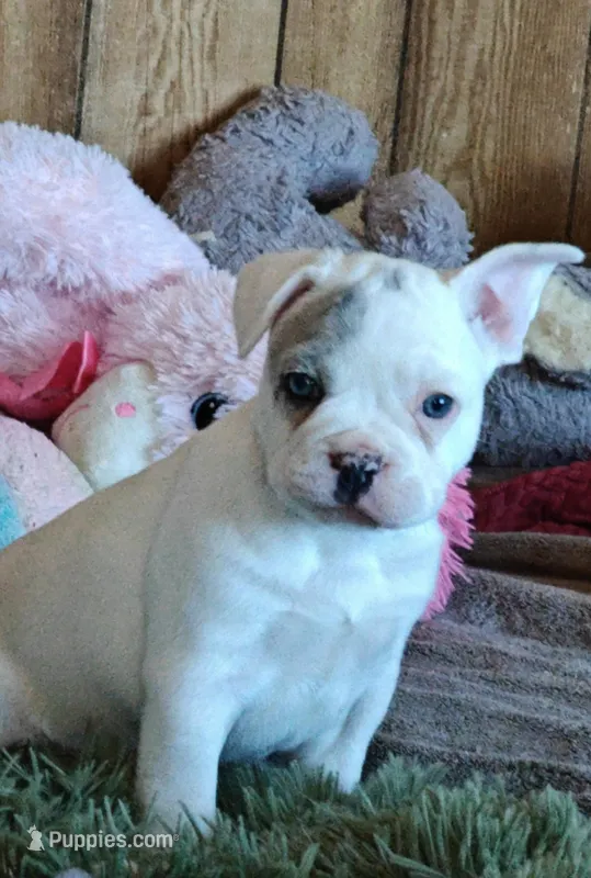 Charlie  – French Bulldog puppy for sale in Lake Zurich, IL