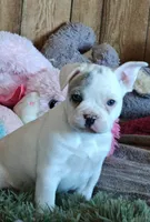 Charlie , a male French Bulldog for sale in Lake Zurich, IL – Photo 1 of 3