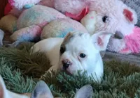 Charlie , a male French Bulldog for sale in Lake Zurich, IL – Photo 2 of 3