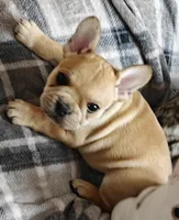 Gus , a male French Bulldog for sale in Lake Zurich, IL – Photo 1 of 3