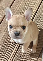 Gus , a male French Bulldog for sale in Lake Zurich, IL – Photo 3 of 3