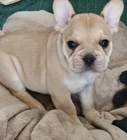 Gus , a male French Bulldog for sale in Lake Zurich, IL – Photo 2 of 3