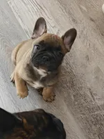 Tigerwood , a male French Bulldog for sale in Lake Zurich, IL – Photo 3 of 3