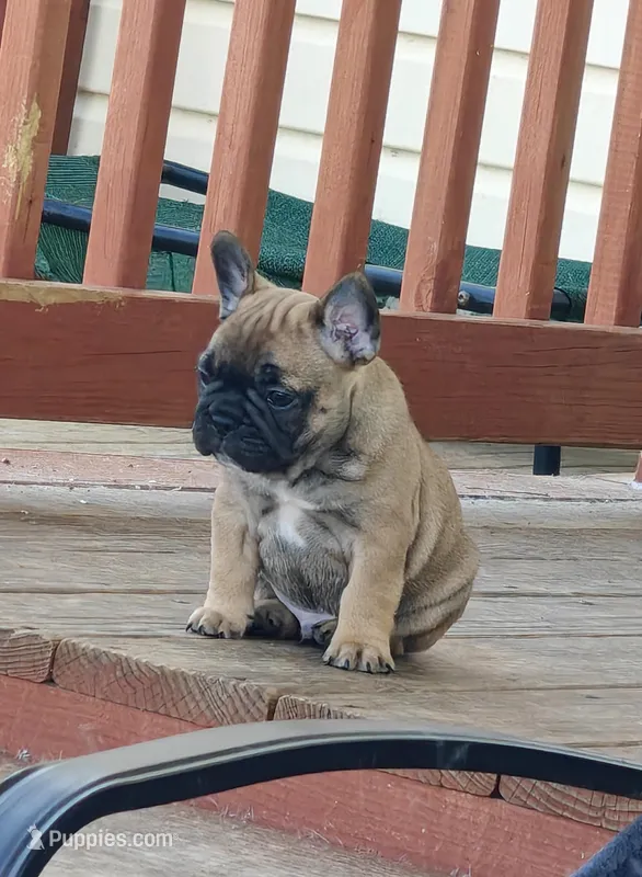 Tigerwood  – French Bulldog puppy for sale in Lake Zurich, IL