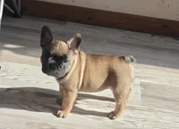 Tigerwood , a male French Bulldog for sale in Lake Zurich, IL – Photo 2 of 3