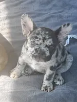 Aurora , a female French Bulldog for sale in Lake Zurich, IL – 2 of 2