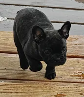 Luna, a female French Bulldog for sale in Lake Zurich, IL – Photo 2 of 3