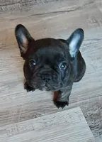 Luna, a female French Bulldog for sale in Lake Zurich, IL – Photo 1 of 3