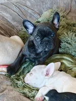 Luna, a female French Bulldog for sale in Lake Zurich, IL – Photo 3 of 3