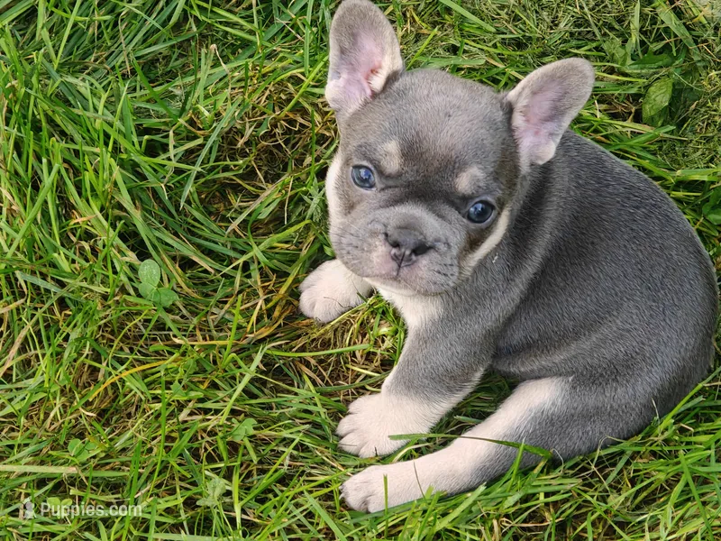 Pearl  – French Bulldog puppy for sale in Lake Zurich, IL