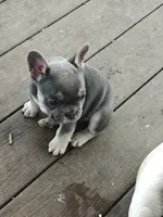 Pearl , a female French Bulldog for sale in Lake Zurich, IL – 2 of 2