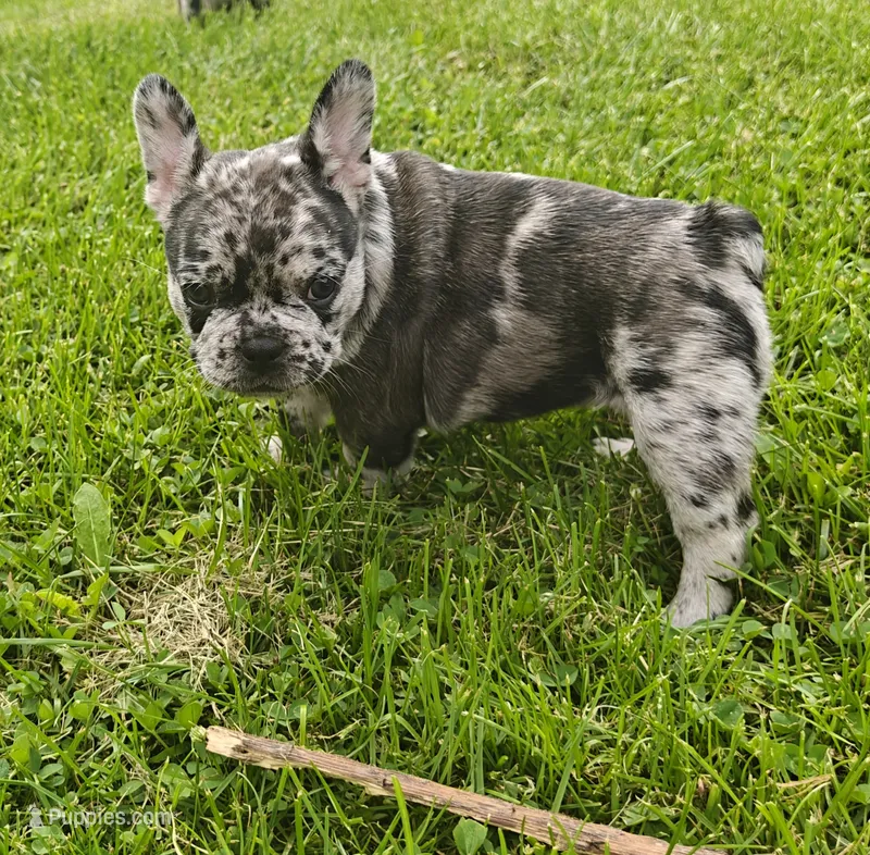 Aurora  – French Bulldog puppy for sale in Lake Zurich, IL