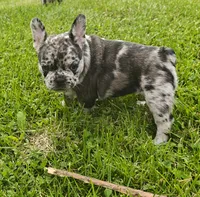 Aurora , a female French Bulldog for sale in Lake Zurich, IL – 1 of 2