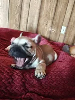 Austin , a male French Bulldog for sale in Lake Zurich, IL – Photo 3 of 3