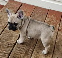 Austin , a male French Bulldog for sale in Lake Zurich, IL – Photo 1 of 3