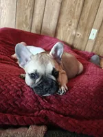 Austin , a male French Bulldog for sale in Lake Zurich, IL – Photo 2 of 3
